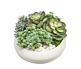 Succulents in Bowl with Rocks