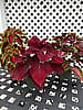 Assorted Vegetative Cutting Coleus – 4 1/2" Pot