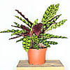 Calathea Lancifolia - 6" Pot
