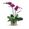 Glorious Gratitude Orchid