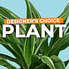 Plant Selection - Designer's Choice