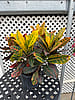Croton 