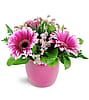 Vibrant Blush