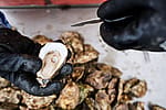 XSML Miyagi Oysters