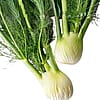 Organic Fennel - 15 ct