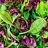 Mesclun Salad Greens - 5 lb