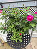  Assorted Weeks Rose Bushes