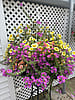 10" Hanging Basket 