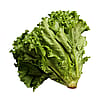 Lettuce Head
