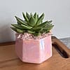 Echeveria Pink Ceramic Prism 5”