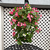 Flowering Wall Pouches - Red and Pink