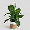 Peace Lily