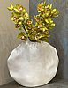 Green Cymbidium Orchid
