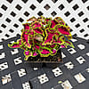 Coleus - Rose/Green