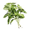 Basil Bunch
