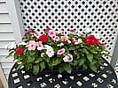 Vinca Rosea - Flat