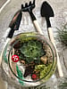 Forest Terrarium Kit