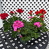 Assorted 4 1/2” Potted Geraniums