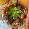 Autumn Sunset Terrarium Kit