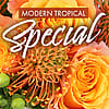Modern Tropical Special - Designer's Choice