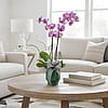 Phalaenopsis Orchid Plant