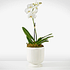 Whispering White Orchid