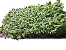 Pea Shoots