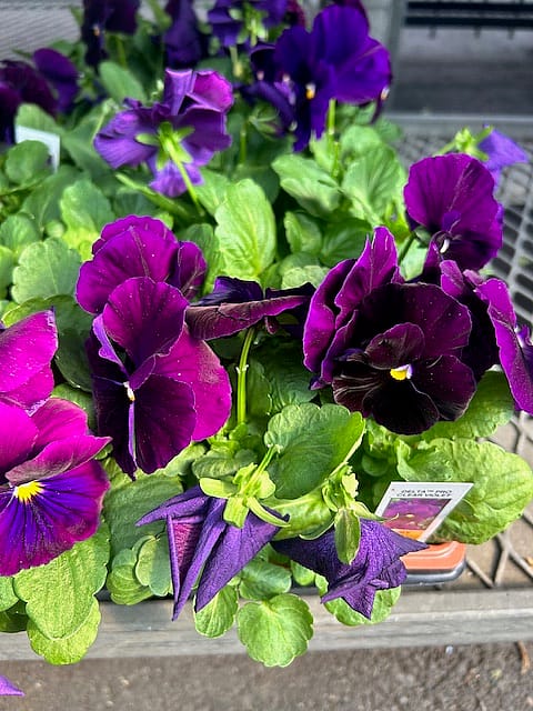 Pansie Flats - 32 Count - Single Color