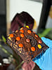 Robert Brownie Jr.