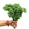 Kale - By the bunch