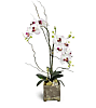 Double Stem Phalaenopsis Orchid Plant