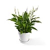 Peace Lily