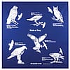 Printed Image Birds of Prey Bandanna