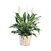 Blooming Peace Lily