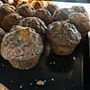  Chocolate Chip Muffin