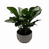 Aglaonema Silver Bay