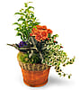 Blooming Dish Garden