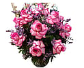 Pink Roses