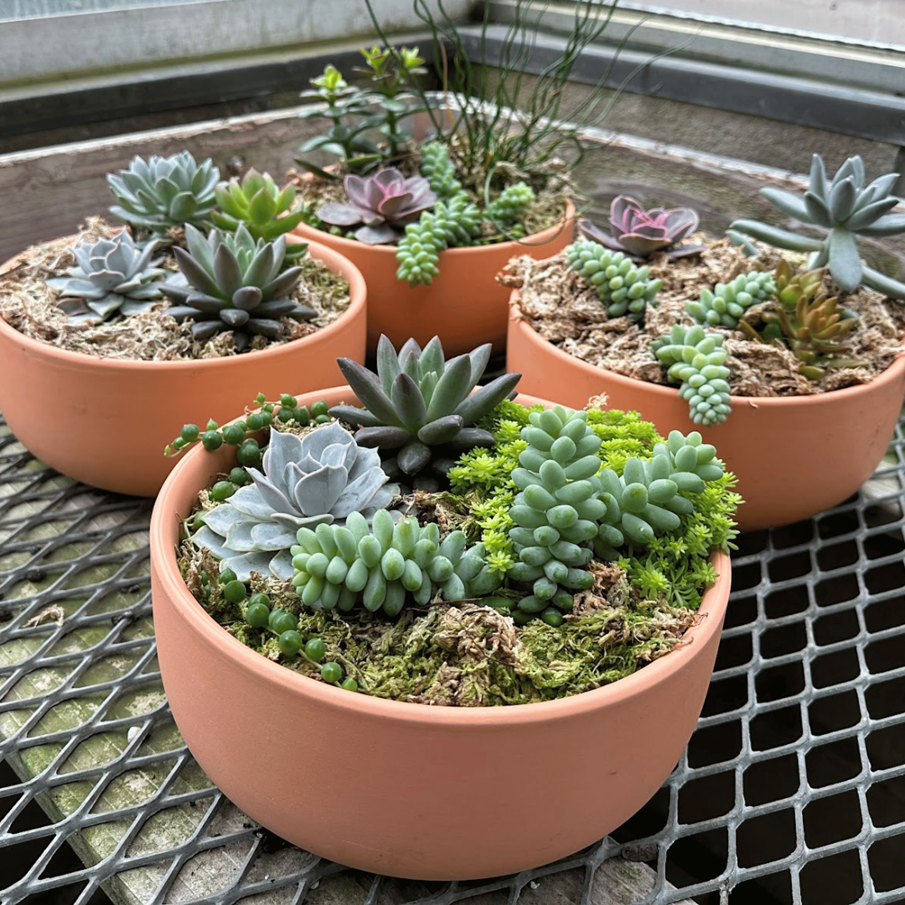 Large Succulent Plant