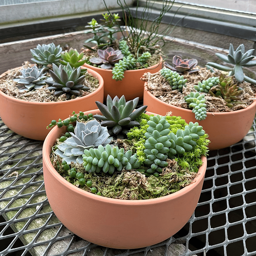 Large Succulent Plant