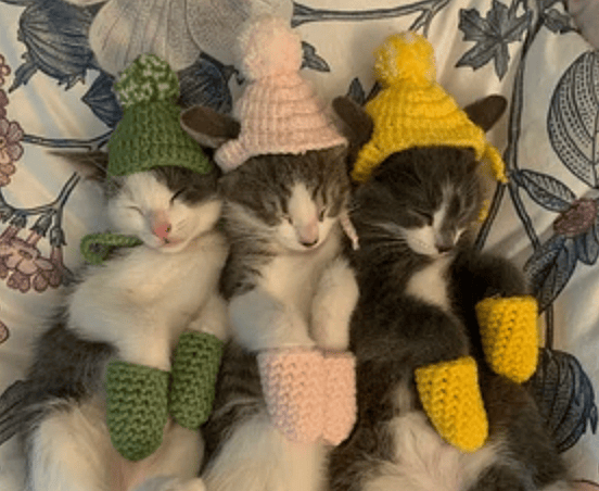 Mittens For Kittens