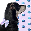 DOG bow