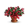 Classic Christmas Cactus