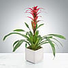 Tropical Bromeliad Plant