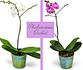 Phalaenopsis Orchid Plant