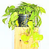 Neon Philodendron - 6" Pot