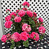 10" Hanging Basket - Geranium