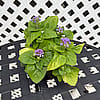 Ageratum - Purple