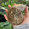 Large Whole Ammonite Fossil / Smooth