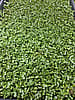Broccoli Microgreens